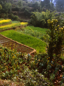 ©FAO/ G. Diana