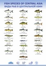 FISH SPECIES in Central Asia