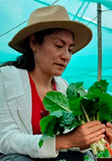 Perú: Enfoque agroecológico en cultivos