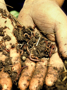 ©FAO/A. Odoul