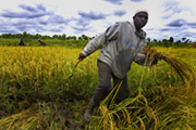 Irrigated rice field, Burkina Faso