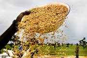 Femme vannant le riz pour séparer les grains de la paille et de la balle