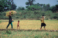 © FAO/19682/G.Bizzarri