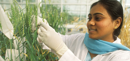 女科学家在印度农业研究所（新德里）的一个温室里。©FAO/Jon Spaull
