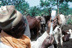 © FAO/R, Faidutti