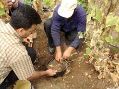 © FAO/WBGS Field Team