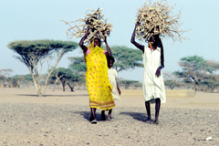 © FAO/F. McDougall