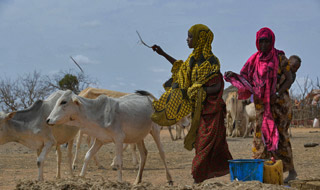 Reducción de la pobreza entre los jóvenes y las mujeres del medio rural en Etiopía