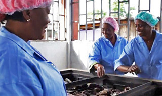 Transforming women’s lives in Côte d’Ivoire through adapted fish smoking technology
