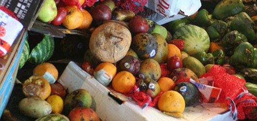 1.3 billion tonnes of food is lost or wasted every year around the globe