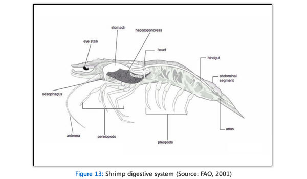 Shrimp Anatomy And Function