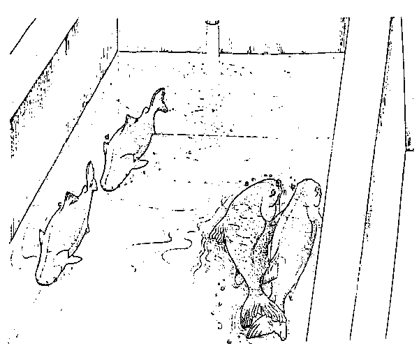 Fig 7