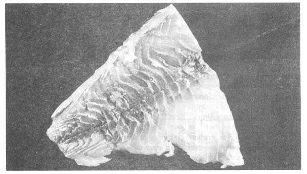 Fotograf&iacute;a 4.