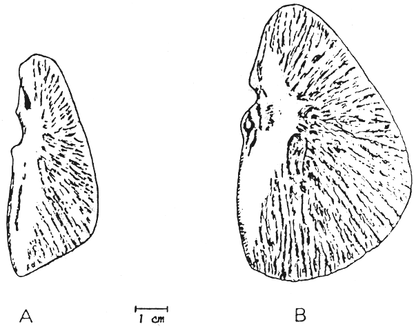 FIG: 2.