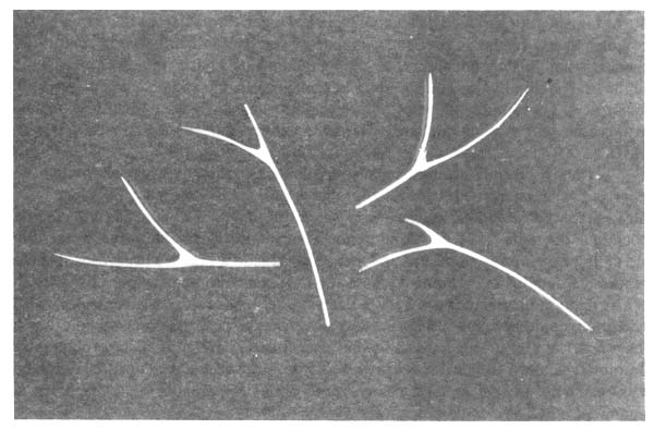 Fotograf&iacute;a 5.