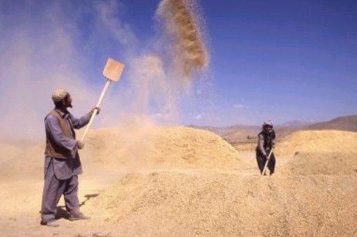 Fotograf�a 1: Aventamiento del trigo,