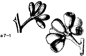 a7-1