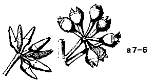 a7-6