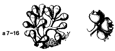 a7-16