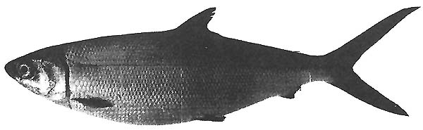 Figure 13.