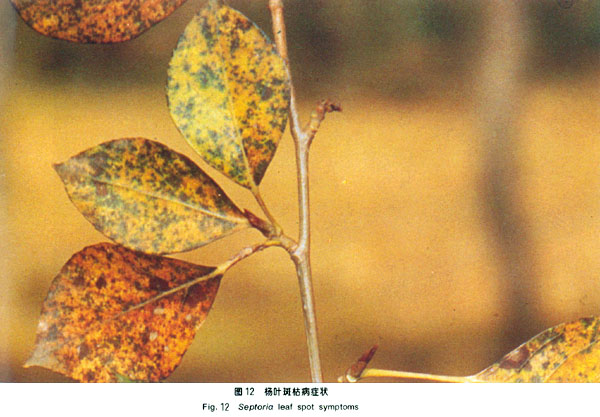 Fig. 12