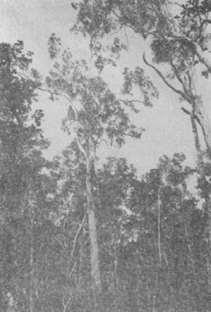 Figure 1A