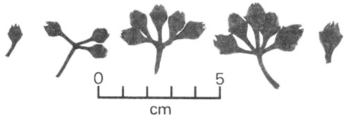 FIGURE 4 (A)