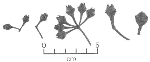 FIGURE 4 (B)