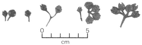 FIGURE 4 (D)