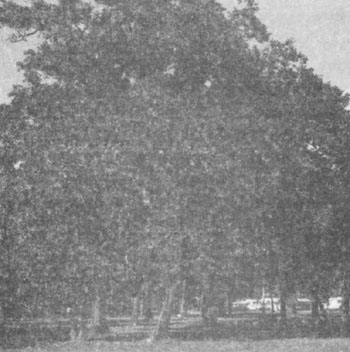 FIGURE 2 i)