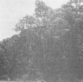FIGURE 2 iii)