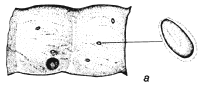 Figure 1a