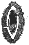 Figure 1f