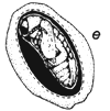 Figure 1e
