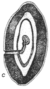 Figure 1c