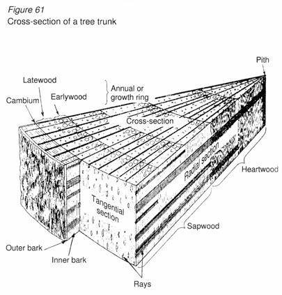 v5270e66.jpg (50705 byte)