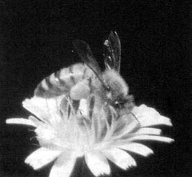 Figure a)A honeybee forager collecting pollen from a composite flower. The pollen grains caught in the specially branched hairs of honeybees are brushed off with the legs, moistened with nectar or honey and compacted in the pollen pellets on the outside of the hind legs (photo courtesy of F. Intoppa).