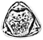 Eucalyptus camaldulensis, light microscope