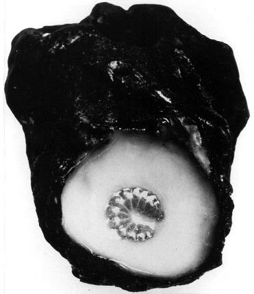 Figura a) A 3-day old queen larva floating in royal jelly. The cell is almost ready for harvesting.