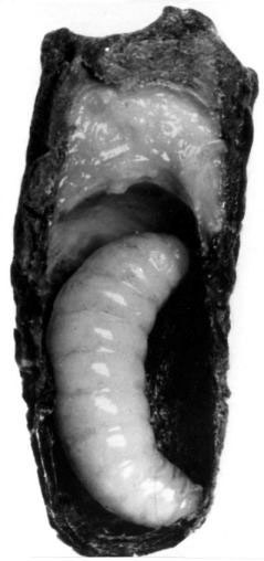Figure b) A 5-day old queen larva in a newly sealed cell just before pupation. Not much royal jelly is left.