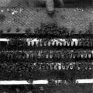 Figure b) Queen cells of the right age for royal jelly harvesting.