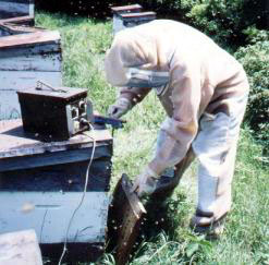 Figure b) Placing the&nbsp; collector in front of the hive entrance. (Courtesy of B. Weeks)