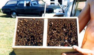 Figure a) Packaged bees ready for shipment. 