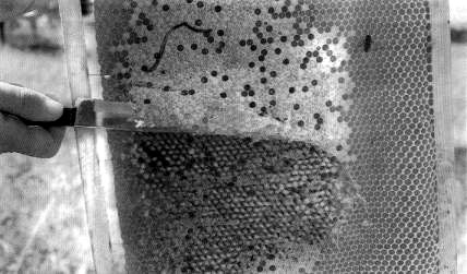 Uncapping of recently sealed brood with a serrated knife.