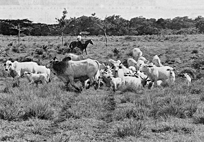 W2650t03.JPG (72160 bytes)