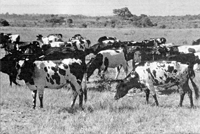 W2650t04.JPG (62415 bytes)