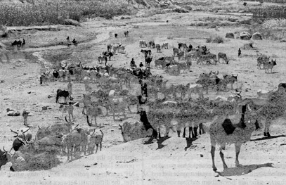 W2650t07.JPG (63697 bytes)