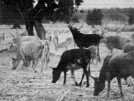 W2650t14.JPG (65883 bytes)