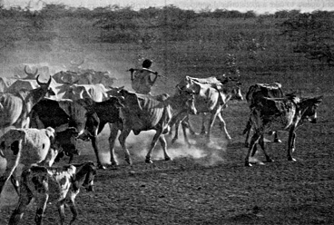 W2650t21.JPG (54004 bytes)