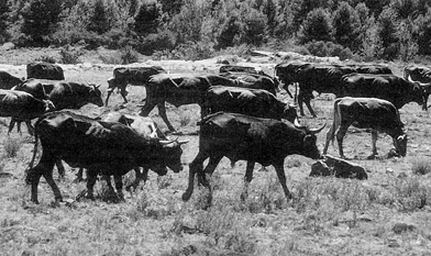 W2650t23.JPG (61501 bytes)